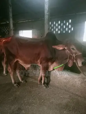 ষাঁড় গরু বিক্রি হবে