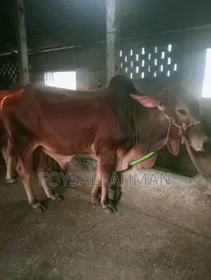 ষাঁড় গরু বিক্রি হবে