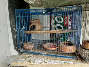 Cage for Sale