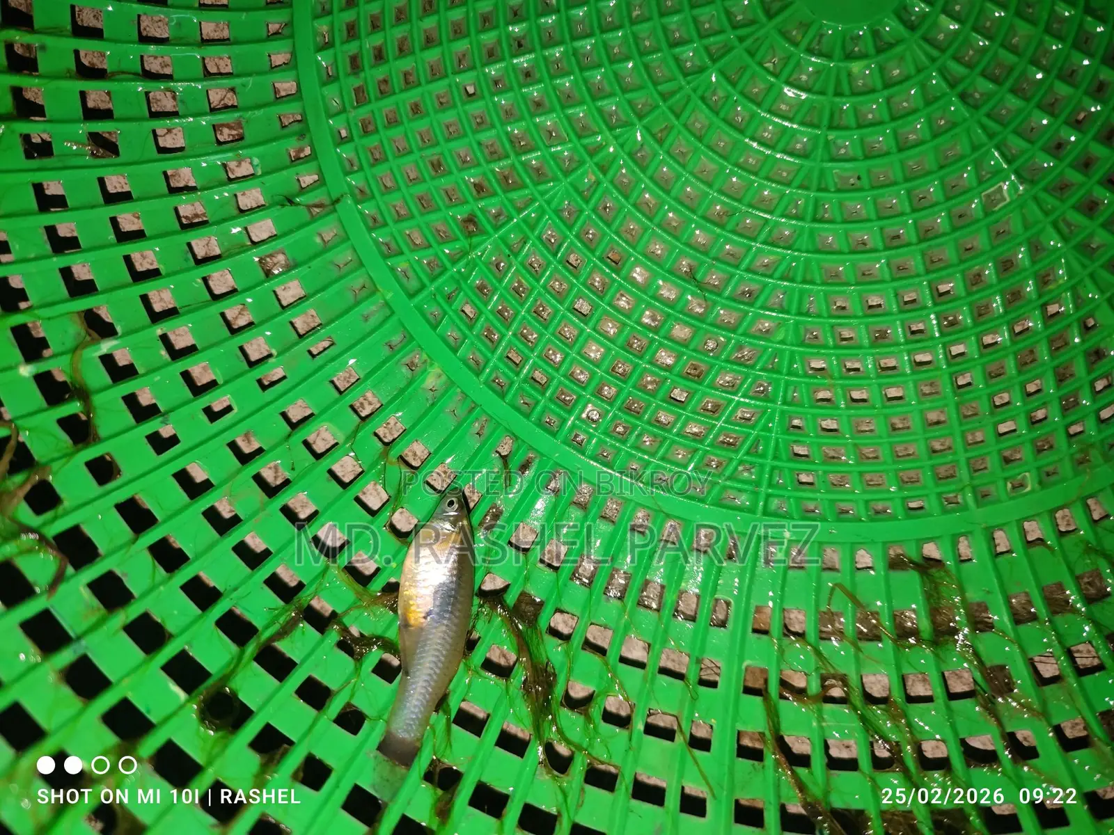 Guppy Fish