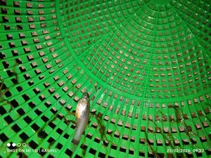 Guppy Fish