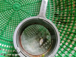 Guppy Fish