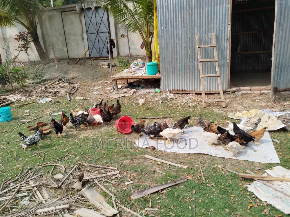 দেশি মুরগীর বাচ্চা বিক্রি