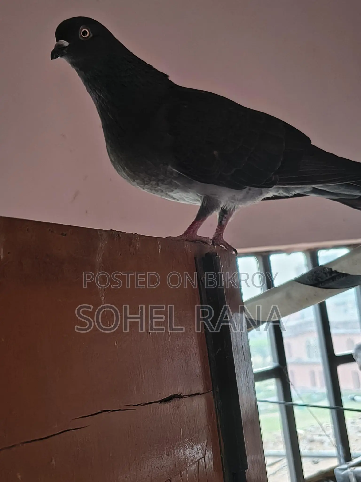 মাদি কবুতর