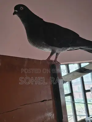 মাদি কবুতর