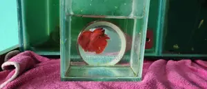 Super Red Betta Pair Available