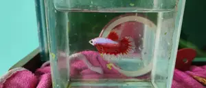 Super Red Betta Pair Available