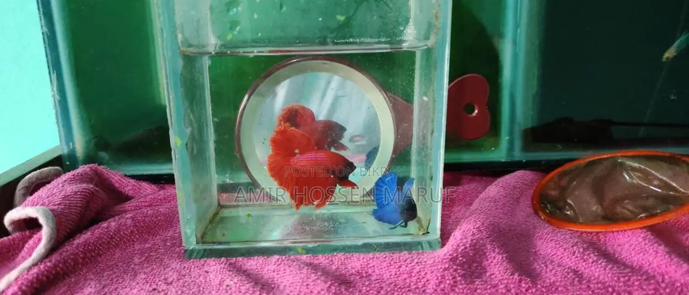 Super Red Betta Pair Available