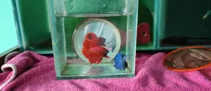 Super Red Betta Pair Available