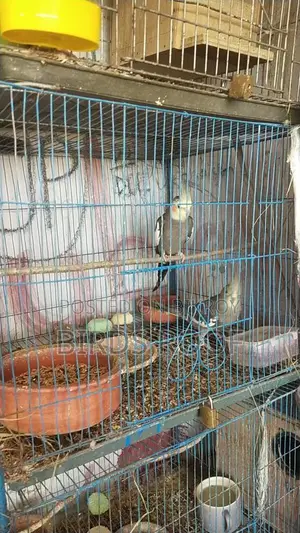 Cockatiel Master Pair