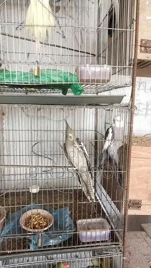 Cockatiel Master Pair