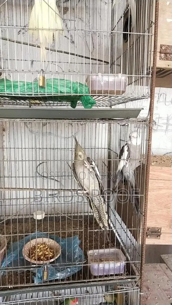 Cockatiel Master Pair