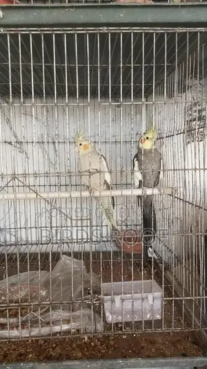 Cockatiel Master Pair