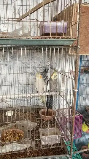 Cockatiel Master Pair