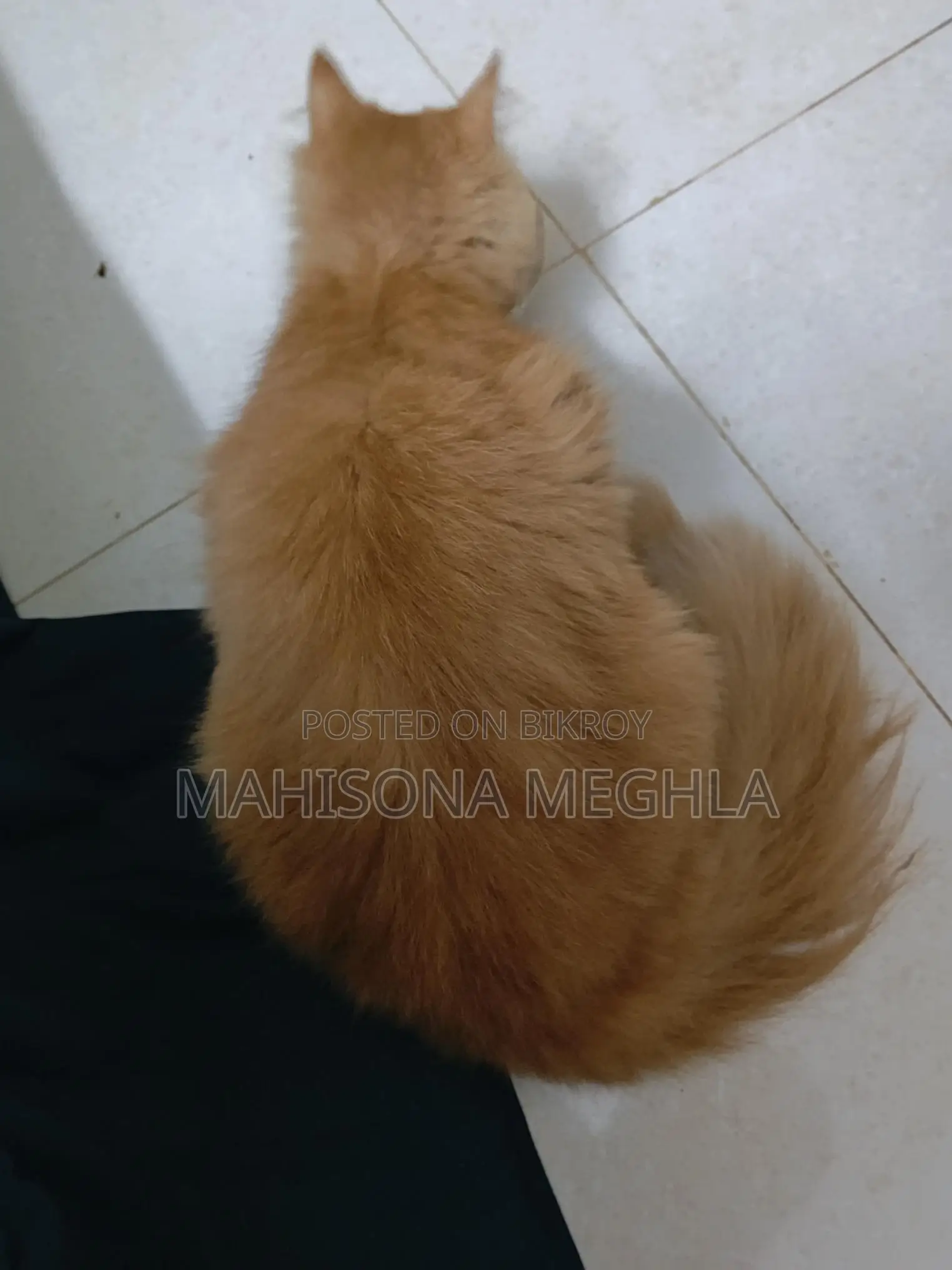 পার্সিয়ান বিড়াল