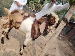 Original Totapuri Buck Goat (4 Teeth)