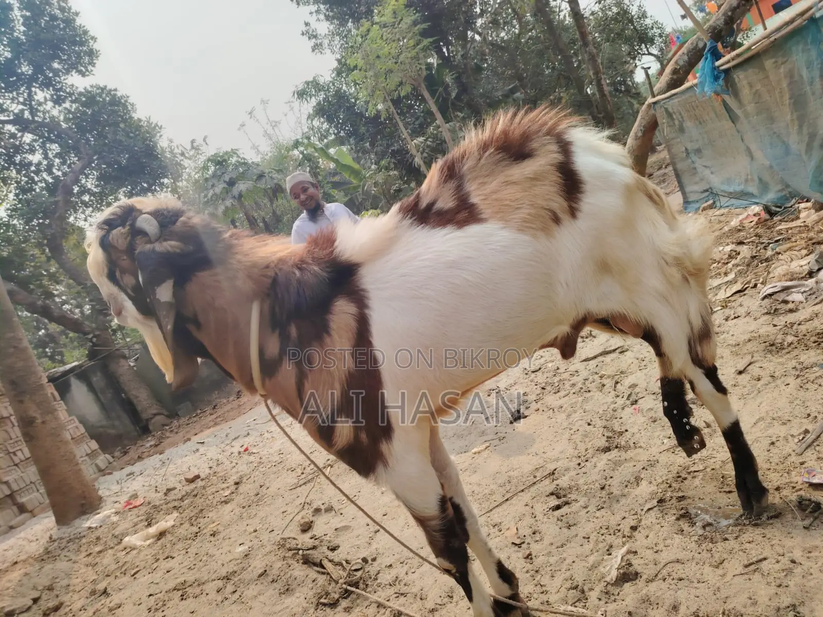 Original Totapuri Buck Goat (4 Teeth)