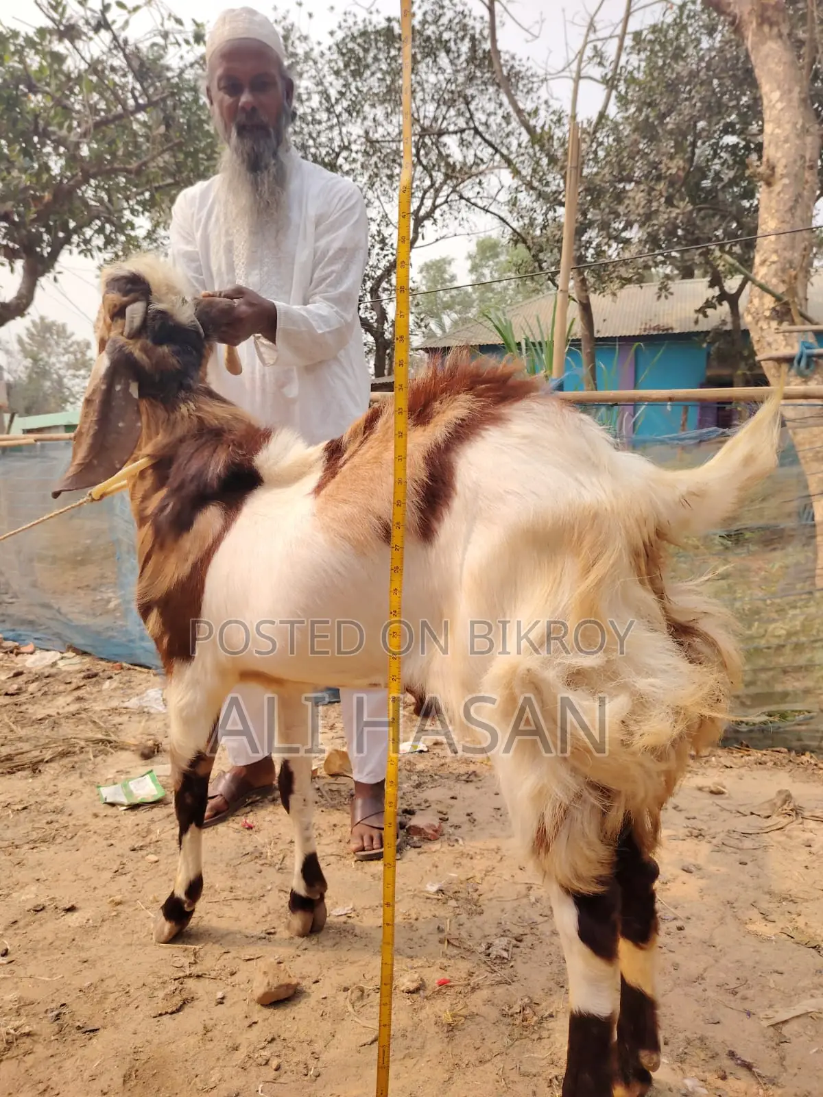 Original Totapuri Buck Goat (4 Teeth)