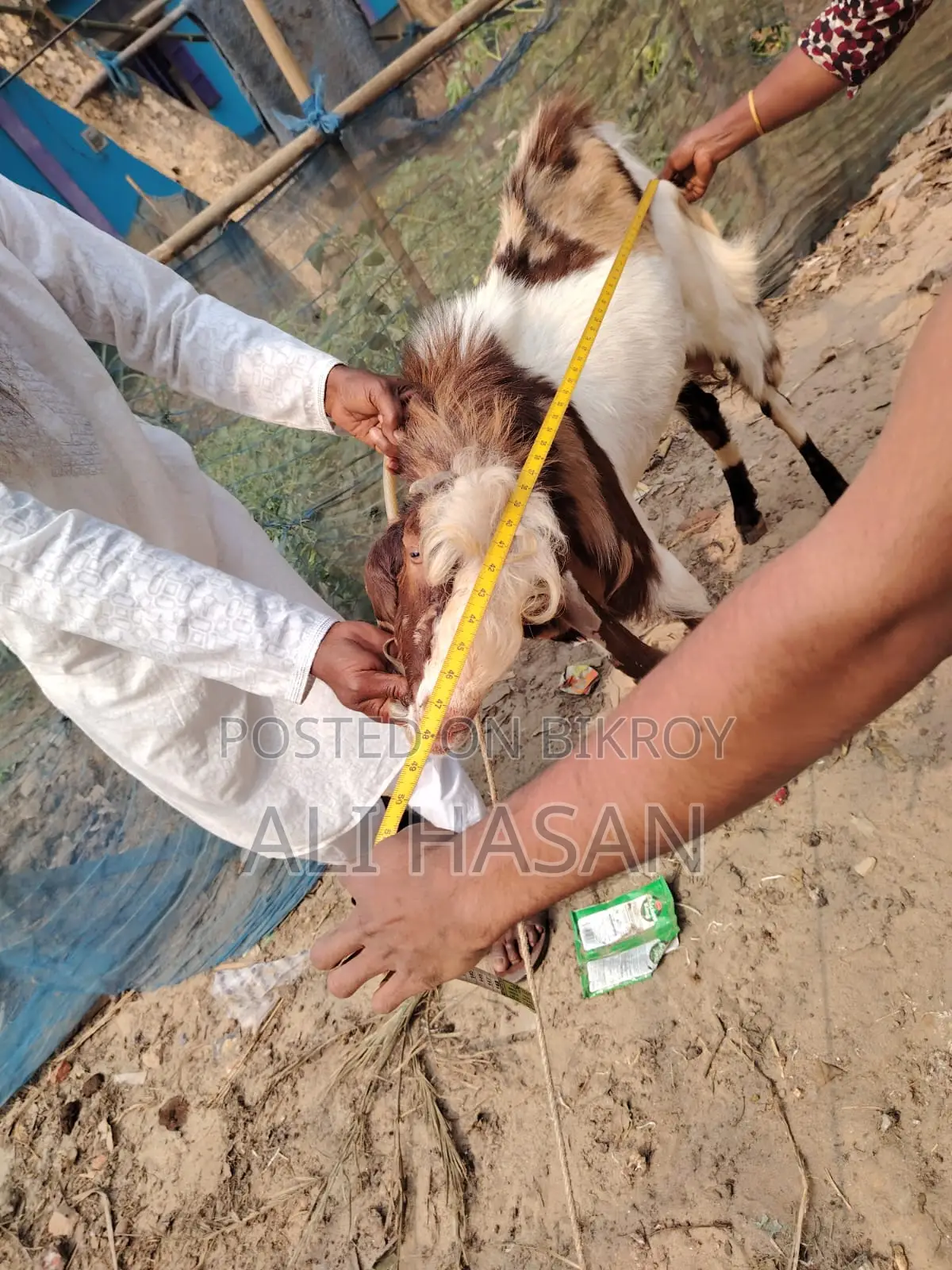 Original Totapuri Buck Goat (4 Teeth)