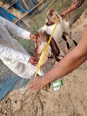 Original Totapuri Buck Goat (4 Teeth)