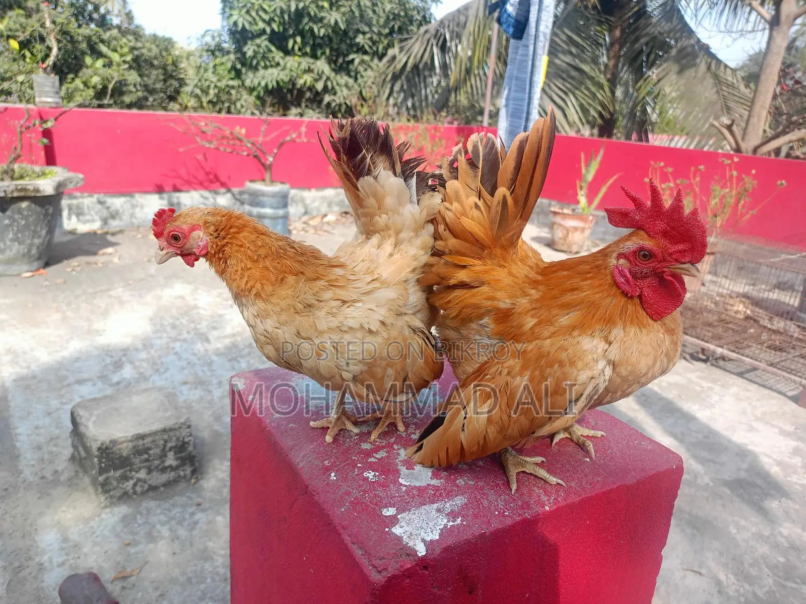 মালেশিয়ান সেরমা