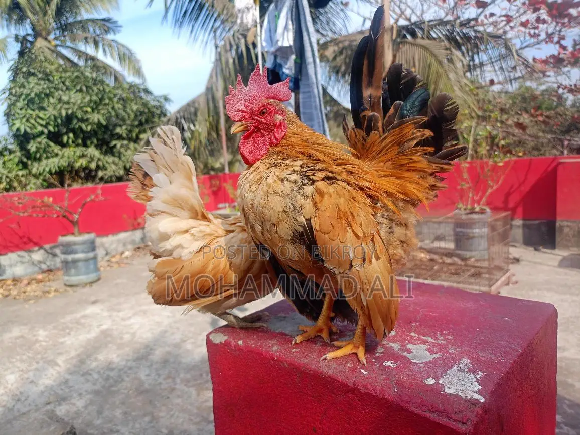 মালেশিয়ান সেরমা
