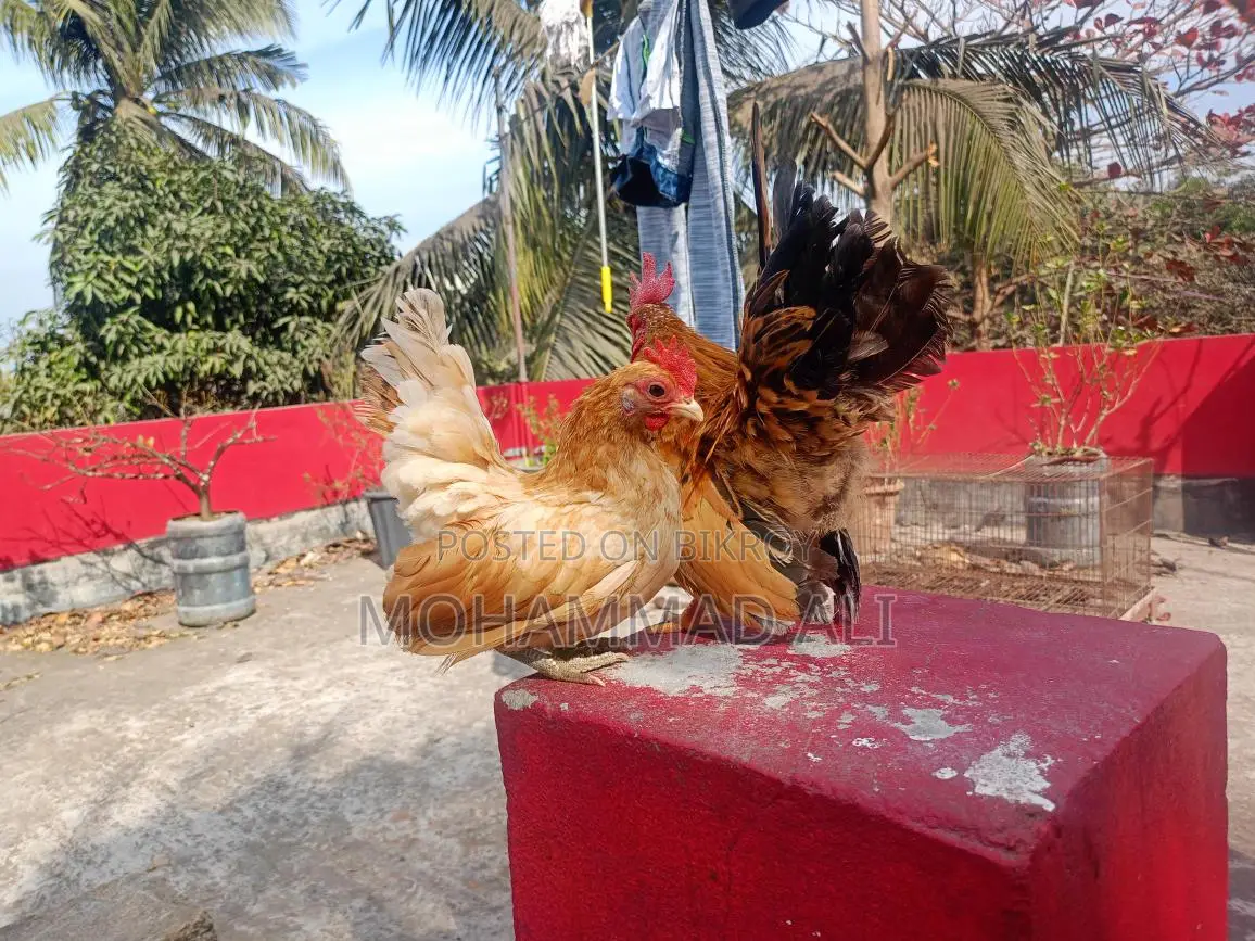 মালেশিয়ান সেরমা