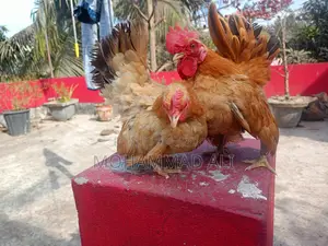 মালেশিয়ান সেরমা