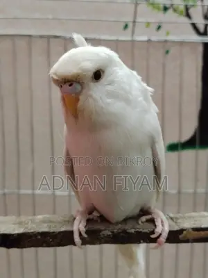 Jp Alvino Red Eye Single Flower