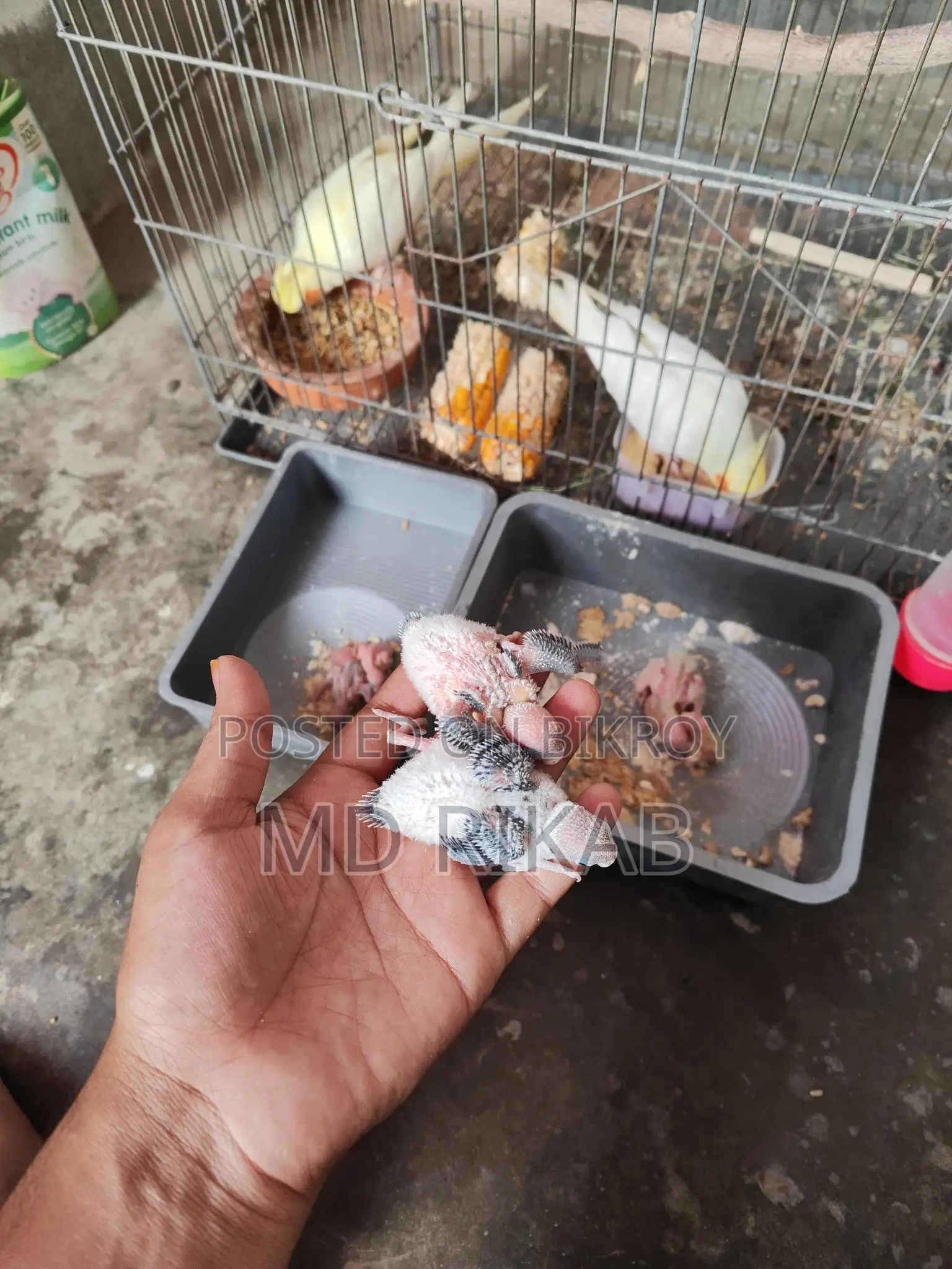 Cockatiel Baby Birds for Sale