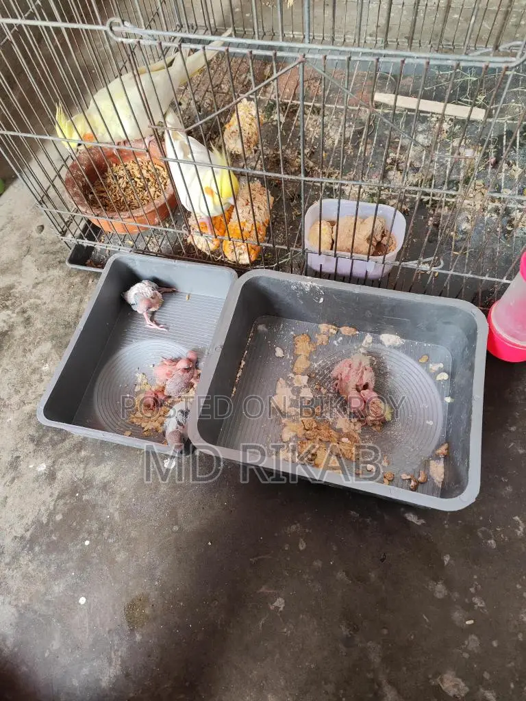 Cockatiel Baby Birds for Sale