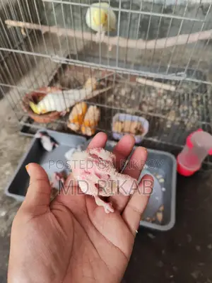Cockatiel Baby Birds for Sale