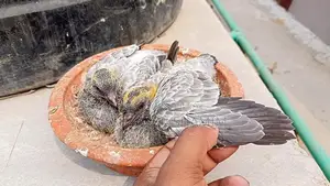 বাচ্চাসহ গিরিবাজ কবুতর।