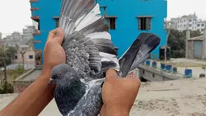 বাচ্চাসহ গিরিবাজ কবুতর।