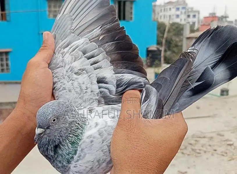 বাচ্চাসহ গিরিবাজ কবুতর।