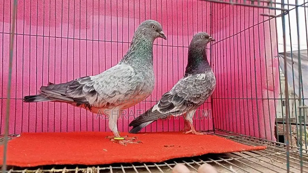 বাচ্চাসহ গিরিবাজ কবুতর।