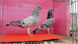 বাচ্চাসহ গিরিবাজ কবুতর।