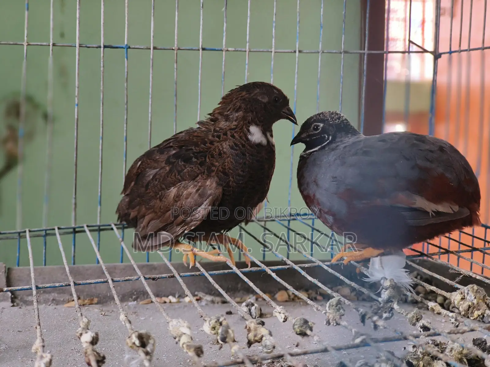 King Quail for Sale