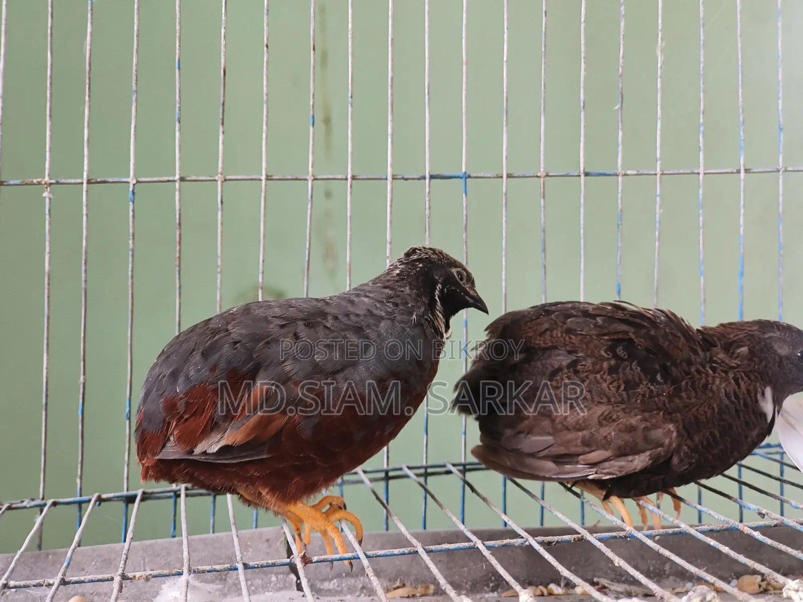 King Quail for Sale