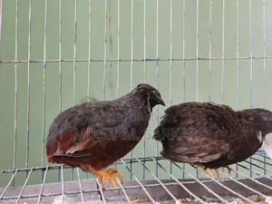 King Quail for Sale