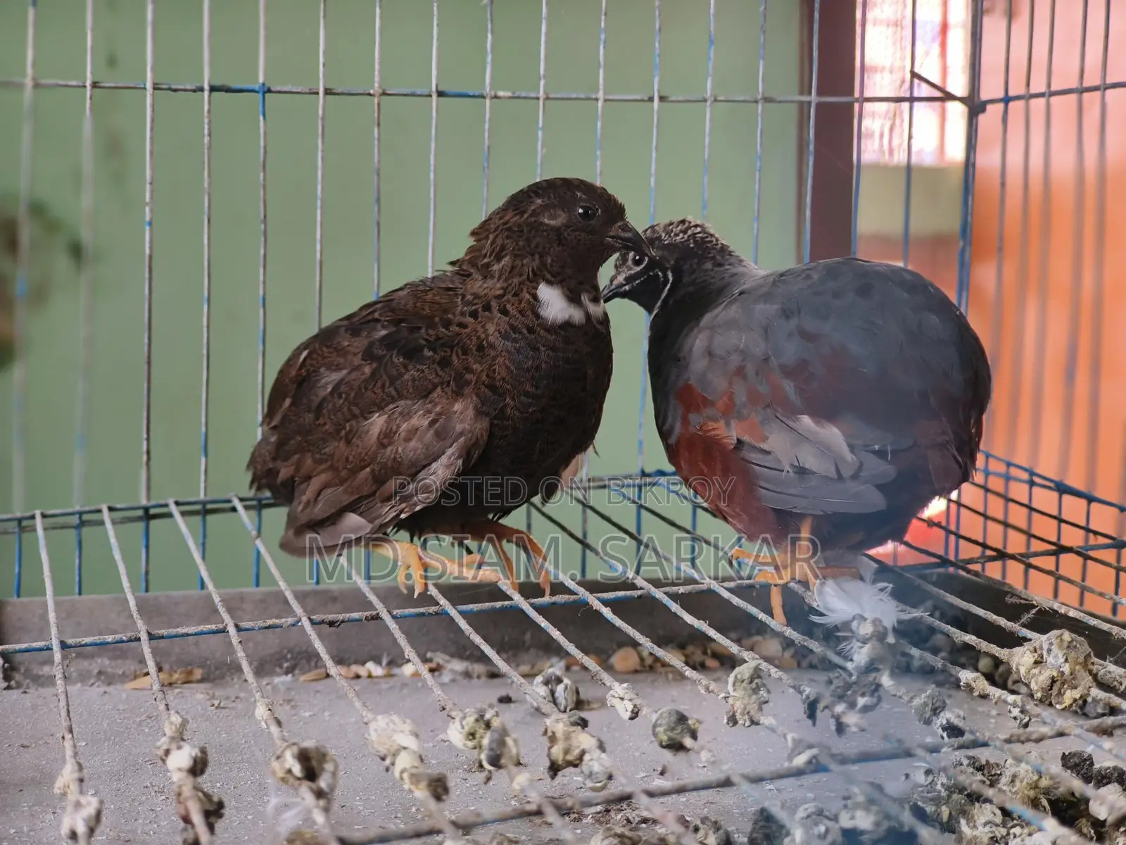 King Quail for Sale