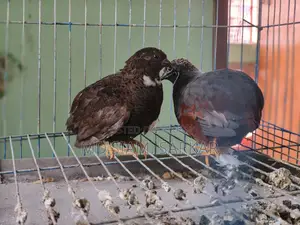 King Quail for Sale