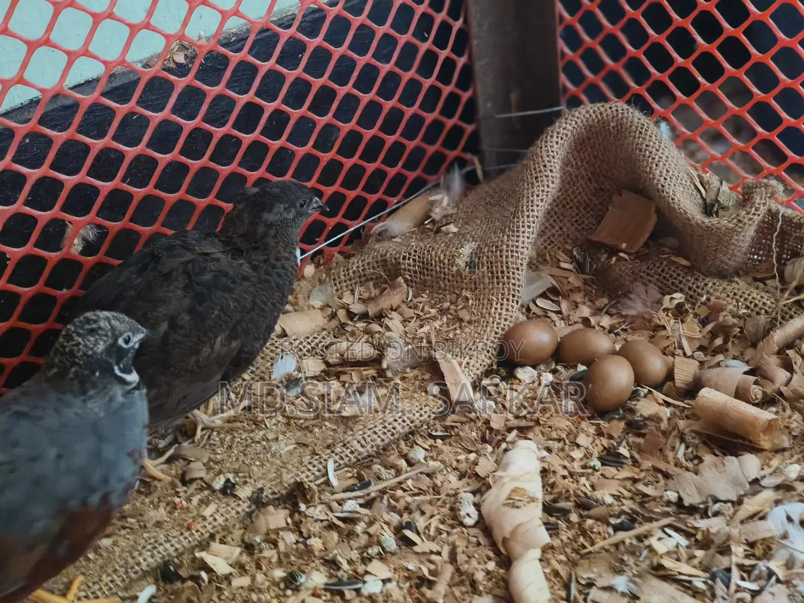 King Quail for Sale