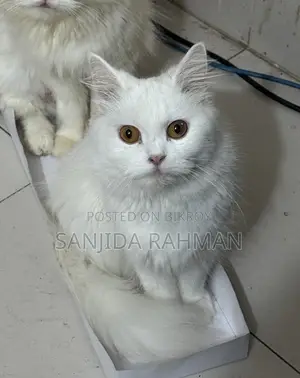 Female Persian Adult Cat. 1.5 Years.