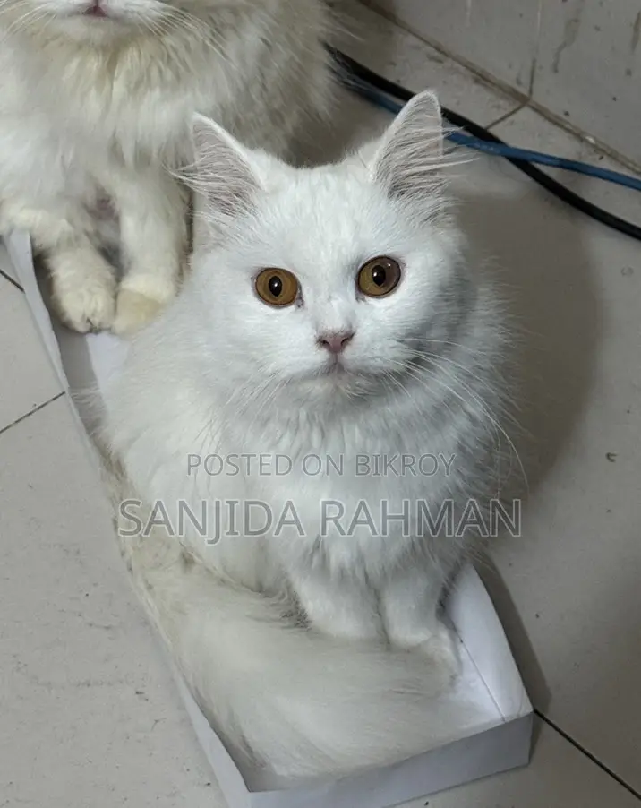 Female Persian Adult Cat. 1.5 Years.