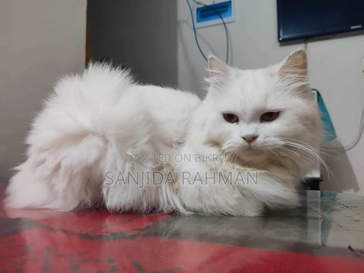 Female Persian Adult Cat. 1.5 Years.