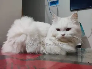 Female Persian Adult Cat. 1.5 Years.