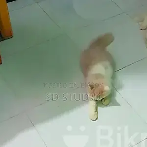 Parsian Cat