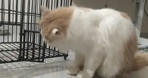 Parsian Cat