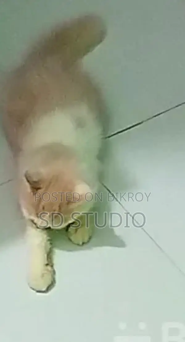 Parsian Cat